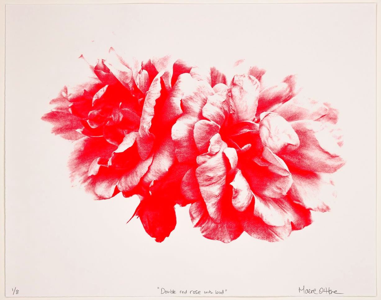 Maeve O'Hare - Double red rose with bud