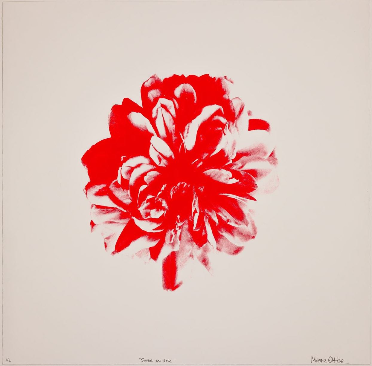 Maeve O'Hare - Sunset tea Rose