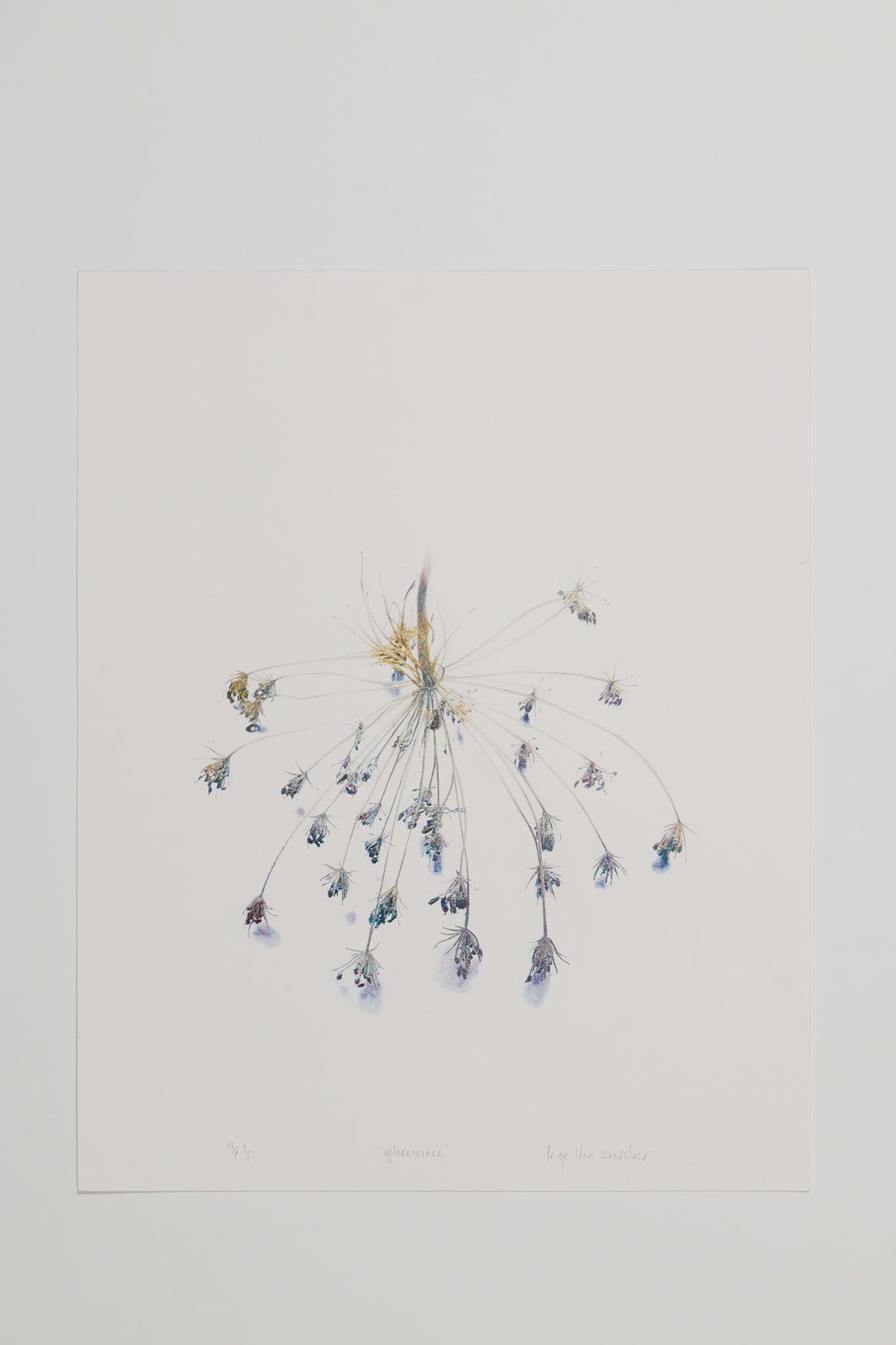 Inge Van Doorslaer - efflorescence (unfolding cluster)