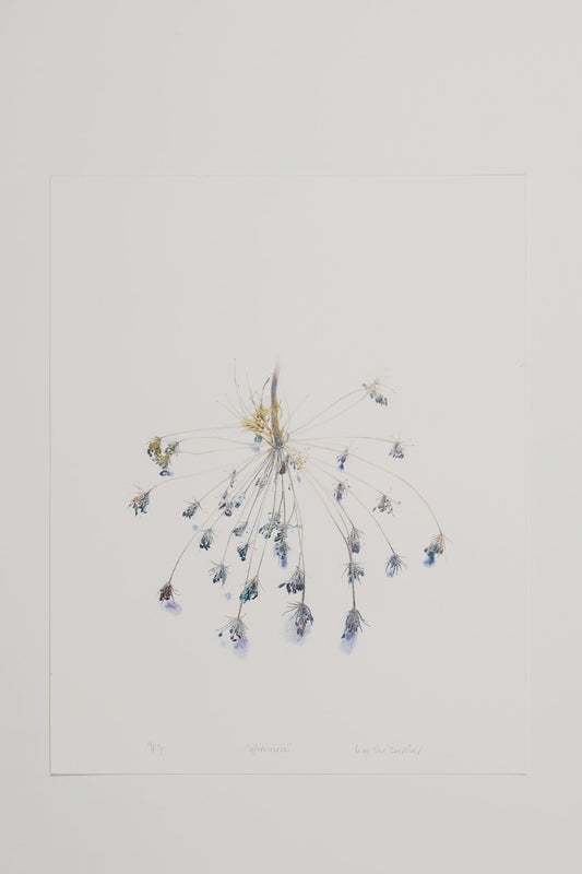 Inge Van Doorslaer - efflorescence (unfolding cluster)