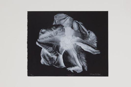 Maeve O'Hare - Wild Rose
