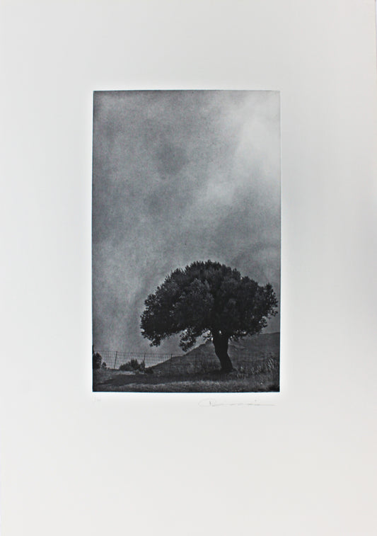 Miriam Hurley - Olive Tree